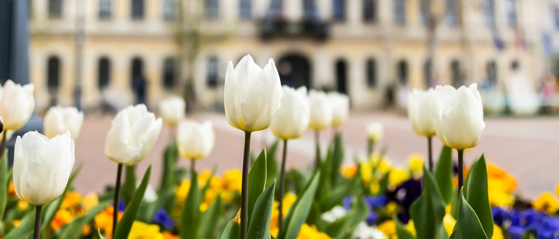 virágos csaba 3 képe